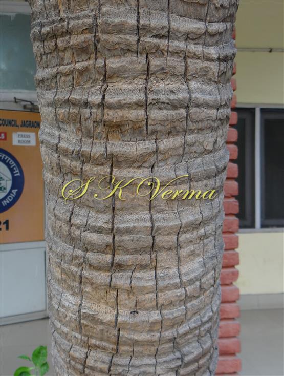  Stem